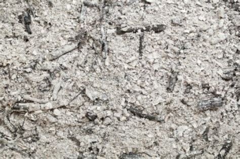 Not only that, using ashes in the garden also provides many of the trace elements that plants need to thrive. Using Wood Ashes in Your Garden | ThriftyFun