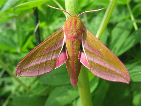 On june 16, 2013 the supreme court ruled that salary cuts for judges as well as for civil servants on sunday, june 16, 2013, friends, colleagues, and family gathered at the jazz heritage center in san. Moths Found 16 June 2013