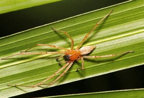 Are Yellow Sac Spiders Dangerous Important Facts Farm And Chill