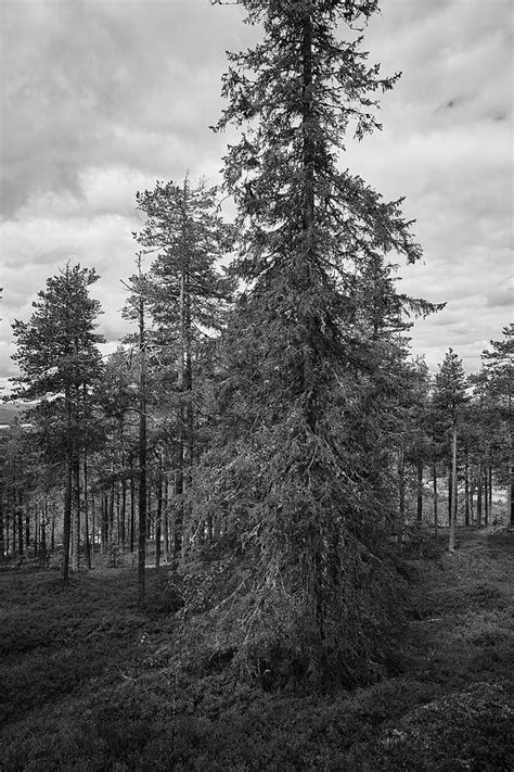 Northern Spruce In Bw Photograph By Jouko Lehto Fine Art America
