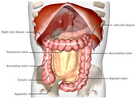 Colon Cecum And Appendix Anatomy Concise Medical Knowledge
