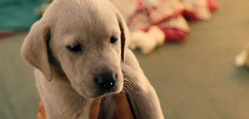 Like and share our website to support us. Must Watch: Charming Marley and Me Full Trailer ...