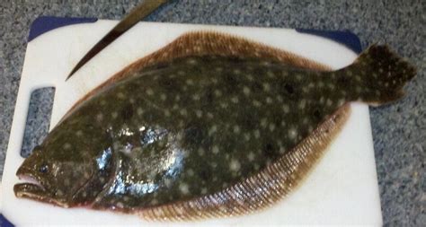 Summer Flounder Paralichthys Dentatus Delaware Surf