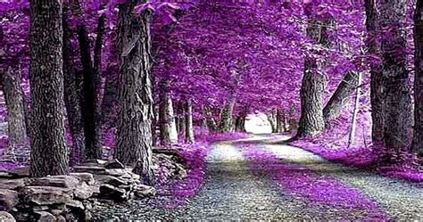 Purple Nature Wallpaper Computer All Hd Wallpapers