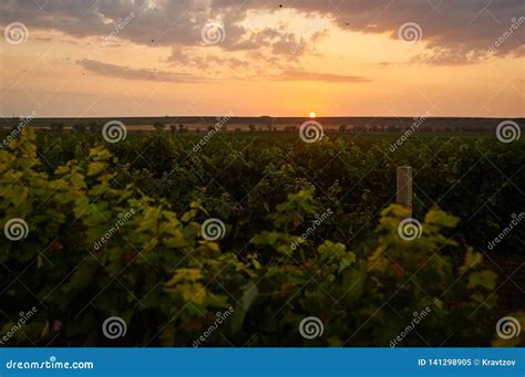 Vineyard Sunset Landscape Grape Agriculture Background With Yellow Sky