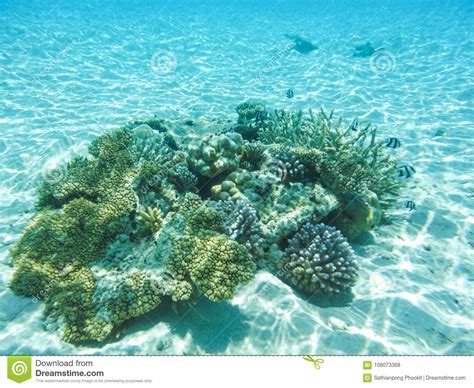 Underwater View With Wonderful And Beautiful Corals And Tropical Fish
