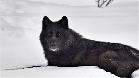 Black Wolf Hd Pictures Quotes And Wallpaper T