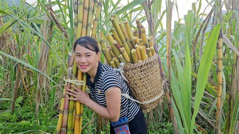 Harvest Yellow Sugar Cane And Bring It To The Market To Sell Chuc Thi Hong YouTube