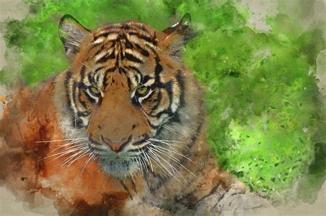 Watercolour Painting Of Portrait Of Sumatran Tiger
