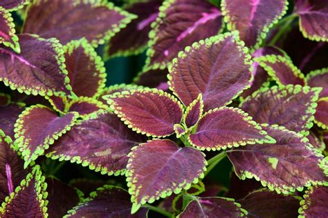 Coleus can be grown from seed or transplants, and can also be propagated in season quite easily from cuttings. Growing Coleus | ThriftyFun