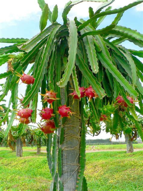 It was 2 nodes i barrel cacti have an extensive root system that is used to take in water during rainy periods. 4'' Dragon Fruit Cactus Cutting White Flesh Hylocereus ...
