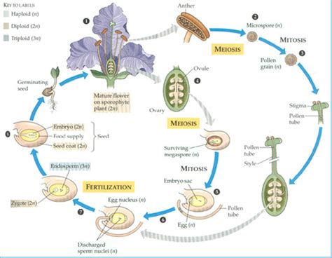 Angiosperm Life Cycle Diagram