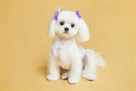 Do Maltese Puppies Bark A Lot