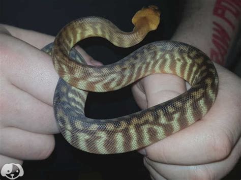 Male Woma Python In Sheffield S6 On Freeads Classifieds Pythons