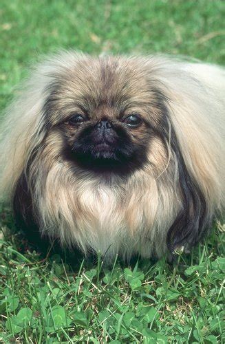 Find pekingese in dogs & puppies for rehoming | 🐶 find dogs and puppies locally for sale or adoption in canada : Pekingese Pictures