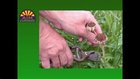 Apr 01, 2021 · growing to a height of 2 to 3 feet, the flowers resemble yellow daisies or small sunflowers—which is no surprise, since all of these flowers are members of the huge asteraceae (daisy) family of plants. Pruning Shasta Daisies - YouTube