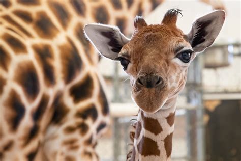 First Photos Of Baby Giraffe Born At Woodland Park Zoo Seattle Wa Patch