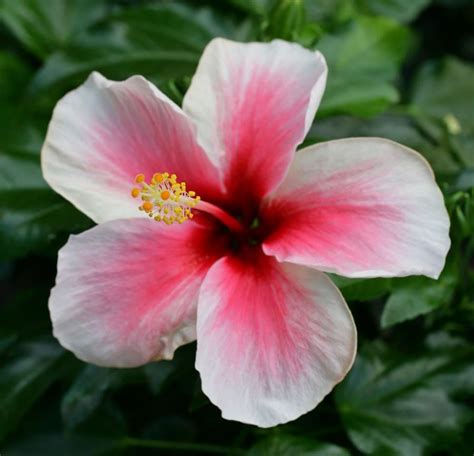 The tropical flower names covered in the following article will help bring you face to face with some of the most beautiful creations on earth. Names and photos of hawaiian flowers