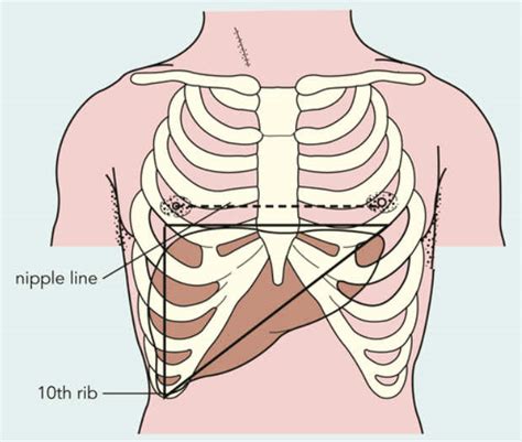 Anatomy Under The Right Rib Liver Pain Location Cause