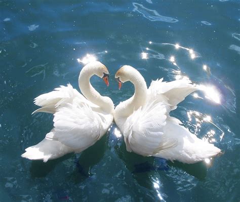 Have you ever realized how many symbols you encounter every day? Swan A Symbol Of Love And Fidelity Strang Facts About Swan