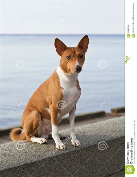 Small Hunting Dog Breed Basenji Stock Photo Image Of Mammal Hunting