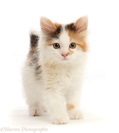 Free Calico Kittens Picture Free Download Calico Kitten 1366x768