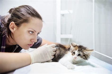 If your cat is suddenly vomiting, dry heaving, has abdominal pain and swelling, and will not eat or drink, you need to take him to a veterinary care center kidney disease in cats is common as they get older and can cause nausea and vomiting with dry heaves at times. Why Is Your Cat Dry Heaving? Here's What to Do! - ExcitedCats