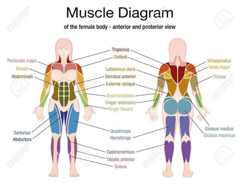 Male human body muscle map, with major muscle names, front. Female Muscles Diagram (With images) | Muscle diagram ...