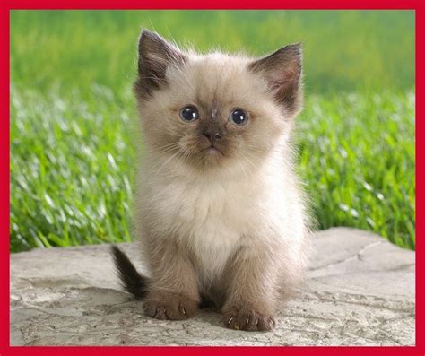 Blepharitis is a funky eyelid inflammation that can happen for a variety of reasons, like a bacterial infection on your eyelids, an allergic reaction to your makeup, or a malfunctioning of the glands that pump oil into your tear film to help your eyes stay moisturized, according to the mayo clinic. 15 Most Popular Cat Breeds | Animals Zone