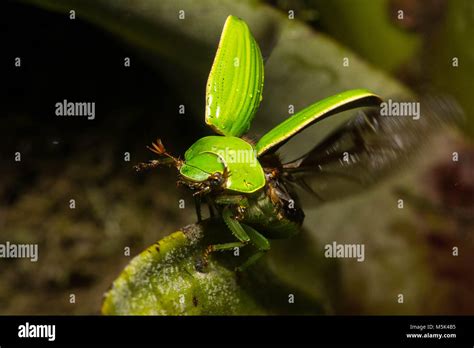 Jewel Scarabs Are Among The Most Beautiful Beetles In The World Here