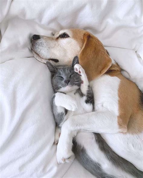 Are Beagle Dogs Good With Cats