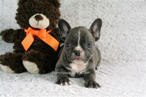 Cleveland bulldog buy 3 get a 4th free!!! Buy French Bulldog in Ohio. We offer high breeds pugs for ...
