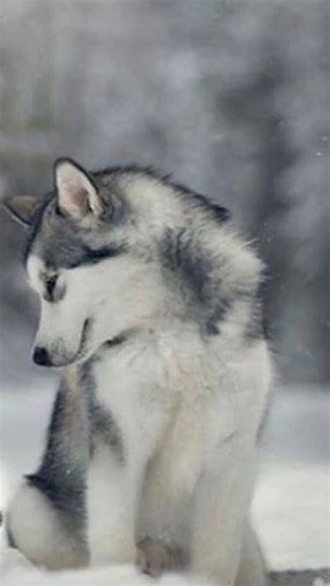 Rassen schäferhund schäferhund rassen herunterladen schäferhund rassen schreib weiter bilder schäferhund rassen. Schäferhund Rassen Übersicht | Bilder und Sprüche für ...