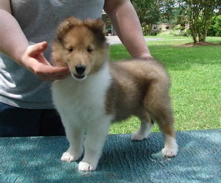 AKC Rough Collie Puppies for Sale in Asheboro, North ...