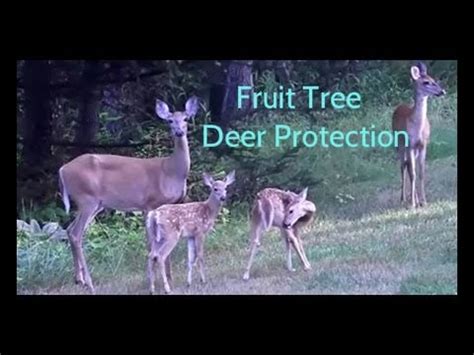 Keeler johnson september 18, 2018 Fruit Tree Deer Protection - YouTube