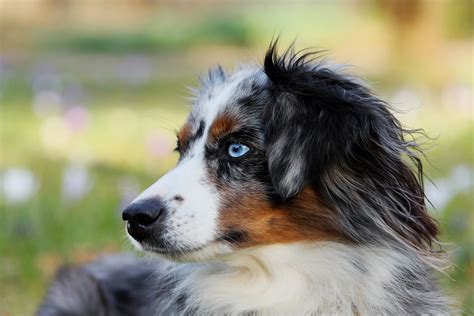 This herding breed is extremely athletic and needs copious amounts of despite its shaggy appearance, the berger picard sheds very little and the coat does not mat as long as it is kept clean and combed out. Do Australian Shepherds Shed? Grooming Guide
