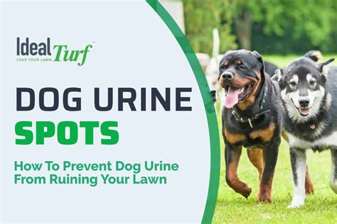 How To Prevent Brown Dog Urine Spots From Ruining Your Lawn