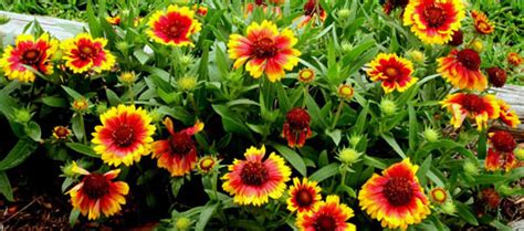 Those flowers contain the nectar and pollen the bees want. Waterwise plants