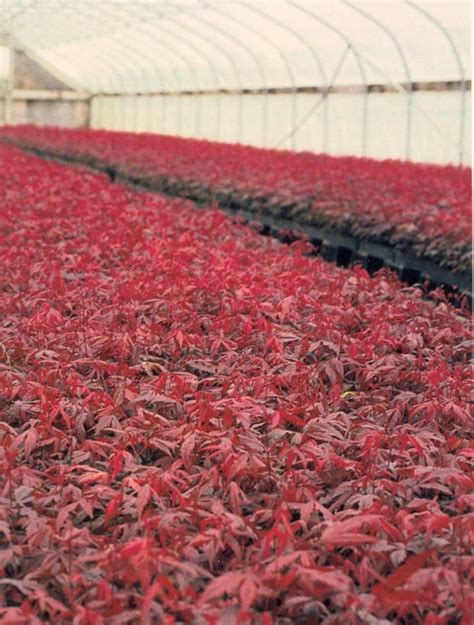 When do japanese maples bloom? Garden: Beautiful And Unique Bloodgood Japanese Maple Tree ...