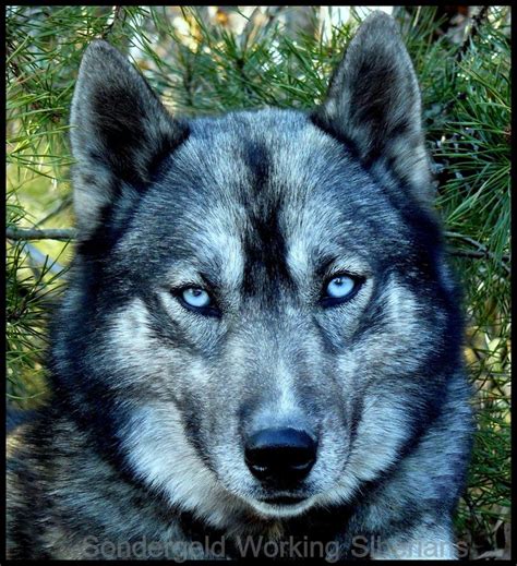 The undercoat of an agouti pattern is typically very dark, while the outer coat has lighter hairs. agouti | Tumblr | Dogs, Siberian husky, Wolf dog