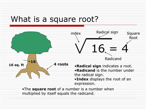 Ppt Square Roots Powerpoint Presentation Free Download Id6817225