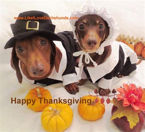 Who's going to be eating lots of turkey today? 1000+ images about Cape May Dogs 4 Thanksgiving on Pinterest