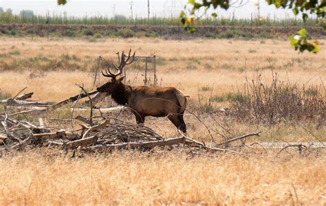 Souvenir Chronicles California Tule Elk Reserve The California State
