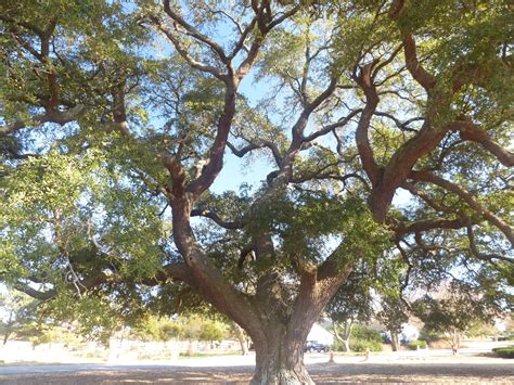 May 13, 2016 · this beautiful beach features 6.5 miles of lake michigan shoreline. Virginia Beach Notable Trees Program | Lynnhaven River NOW