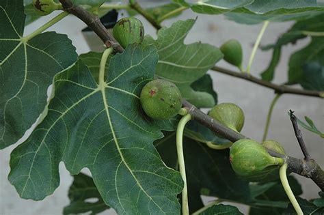 Maybe you would like to learn more about one of these? Mission Fig (Ficus carica 'Mission') in Oklahoma City Edmond Norman Moore Oklahoma OK at TLC ...