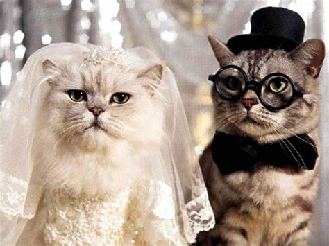 Marriage Couple Funny Cat Photography 4 Full Image