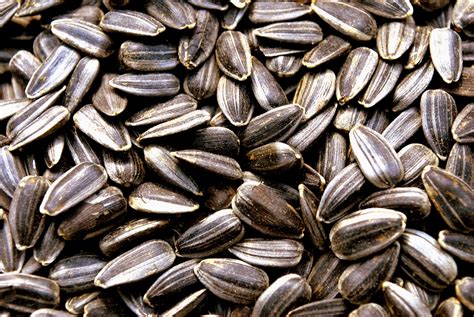 What Are The Health Benefits Of Sunflower Seeds