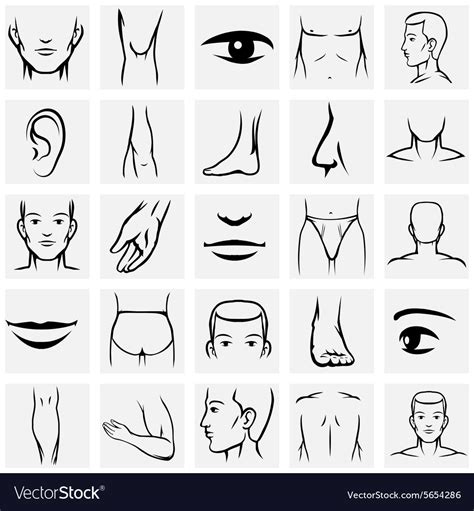 Male Body Parts Icons Set Royalty Free Vector Image
