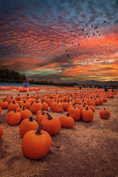 Pumpkin Harvest Sunset Photograph By Lynn Bauer Pixels