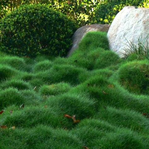 We did not find results for: Buy No Mow Zoysia Grass on The Plant Hub